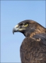Male;Colorado;Golden-Eagle;Aquila-chrysaetos;one-animal;close-up;color-image;nob